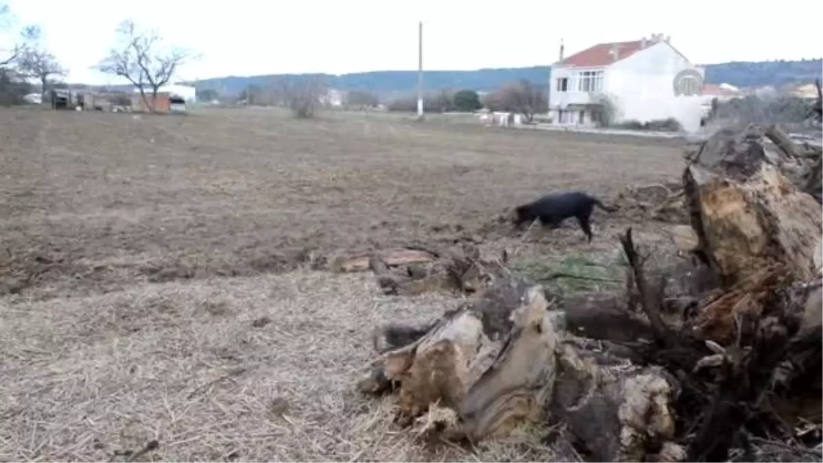 Annesinin Terk Ettiği Kedi Yavrusuna Sokak Köpeği Sahip Çıktı