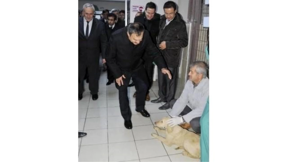 Bakan Eroğlu, 2 Kangal Köpeğini Cumhurbaşkanlığı Konutuna Gönderiyor