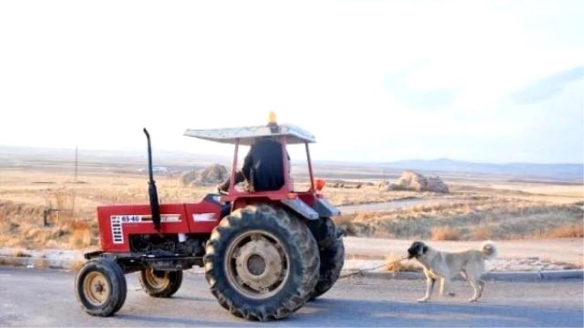Kaybolan Köpeğini, Zincirle Traktörün Arkasına Bağlayıp Götürdü