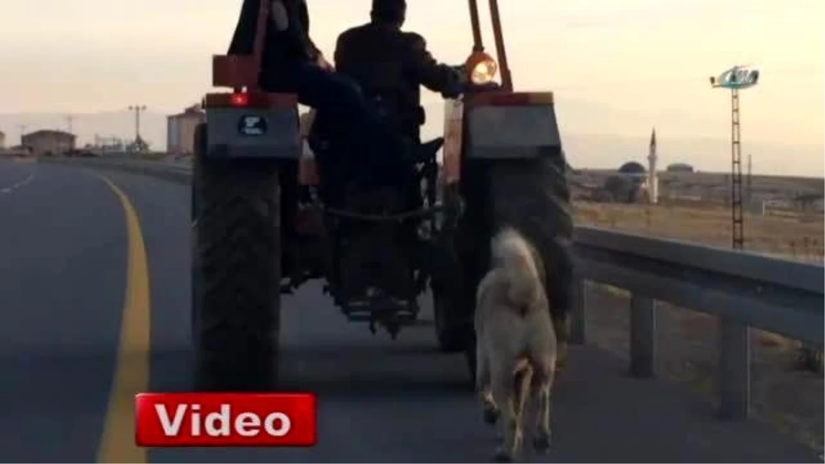 Köpeğini Traktörün Arkasına Bağlayıp...