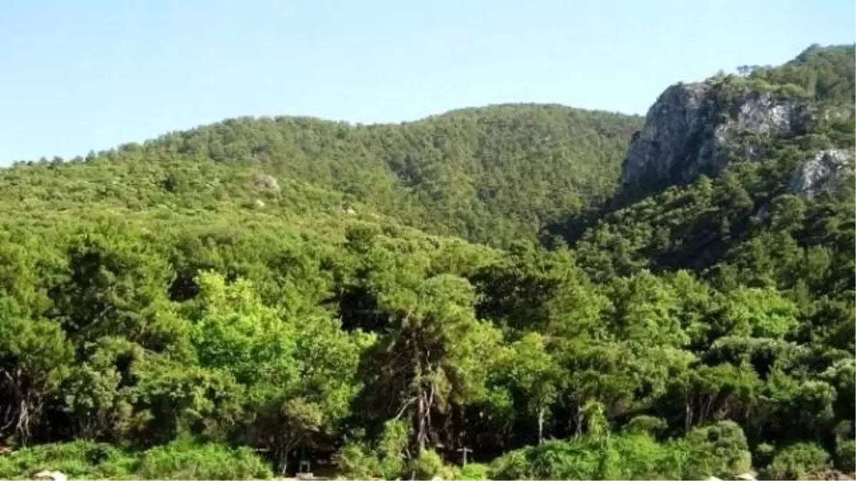 Milli Parkta Zeytin Toplama İhalesine Yürütmeyi Durdurma