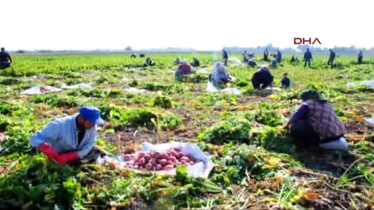 Kırmızı Altın Turpun Hasadı Başladı