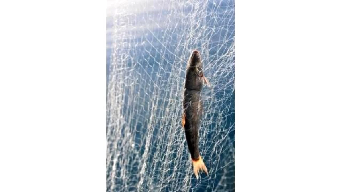 Van Gölündeki Balıkçılar Balık Hali İstiyor