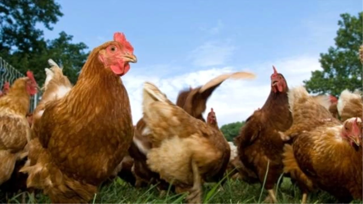 Yumurtacı Tavukların Yetiştirilme Standartları Belirlendi