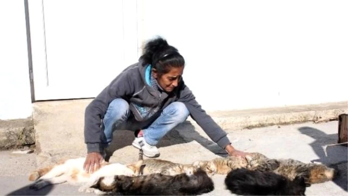 Kedilere Bakmak İçin Tuvalet Temizleyen Kadının Kedilerini Öldürdüler