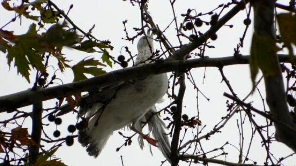 Mudanya\'da Ağaçtaki Misineye Takılan Martıyı İtfaiye Kurtardı