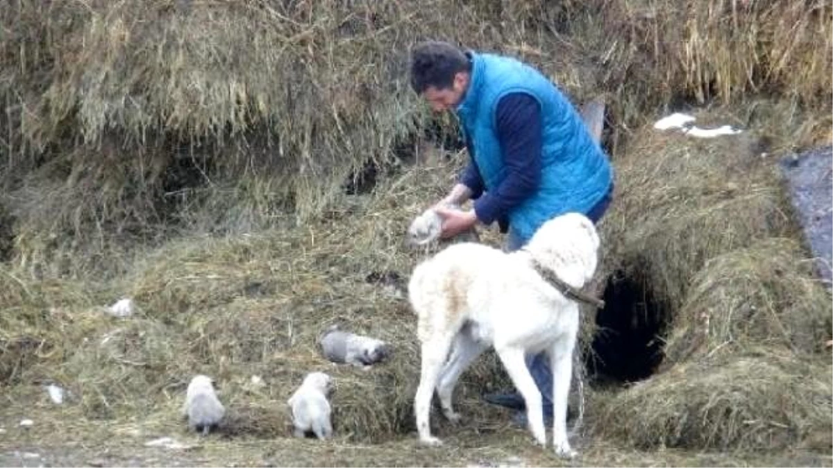 Ot Yığınının İçine Kışın Üşümemeleri İçin Yuva Yaptı