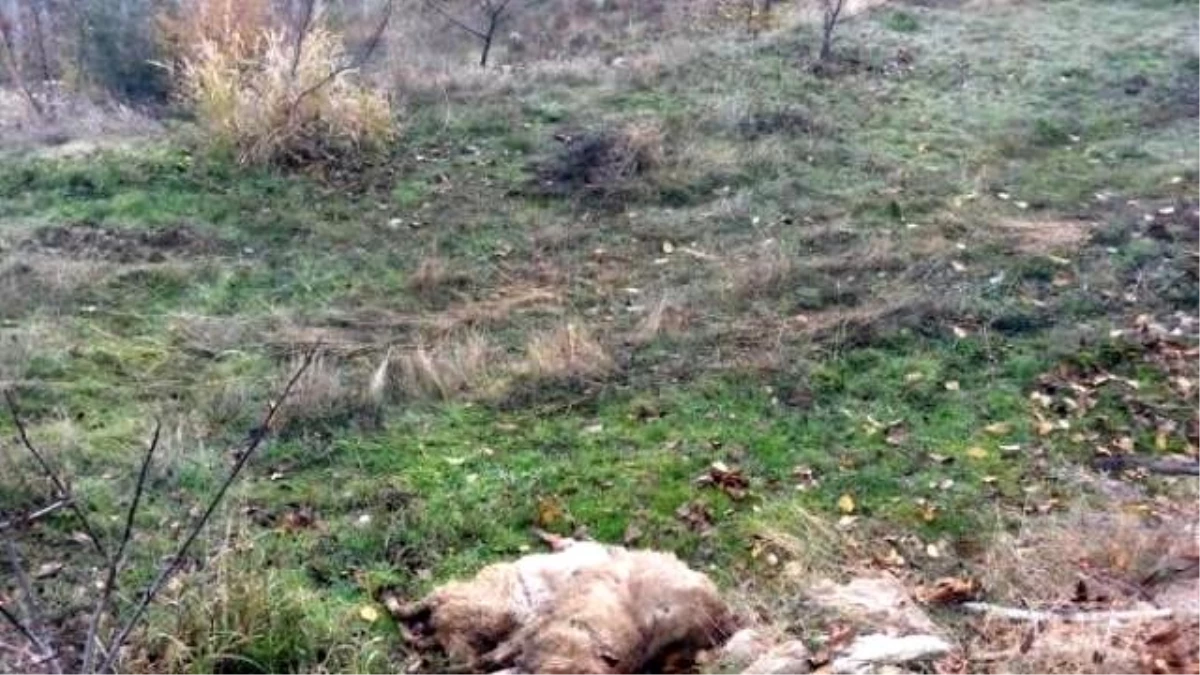 Antalya\'da Ağıla Giren Kurtlar 13 Koyunu Telef Etti