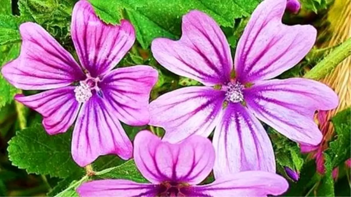 Ebegümecinin Faydaları Neler?