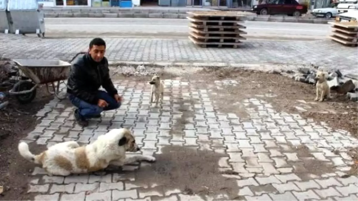 Hayvansever Taksi Şoförünün Duyarlılığı