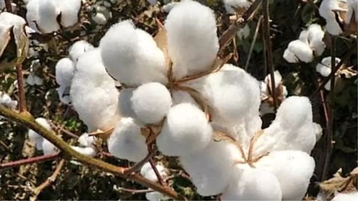 Şanlıurfa Ticaret Borsasında Ürün Fiyatları