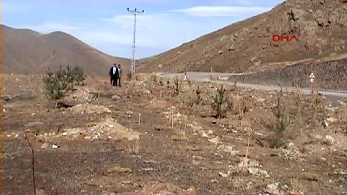 Erzurum Türkiye\'nin Yeni Kayak Merkezinin Yolu Ağaçlandırılıyor