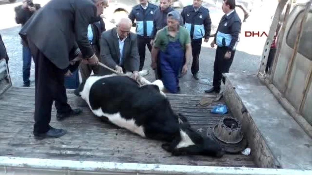 Silopi\'de Belediye Ekipleri,Başıboş İneği Cadde Ortasında Kesti