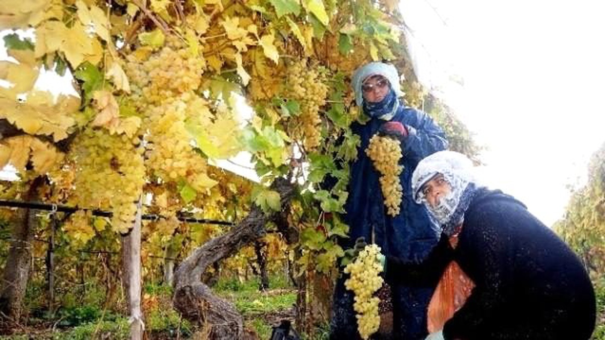 Üzüm Kesimi Yağmur Çamur Dinlemiyor