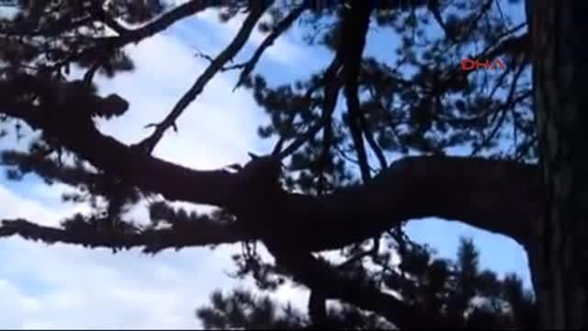 Çanakkale Kazdağları\'nda 3 Asırlık Çam Ağacı