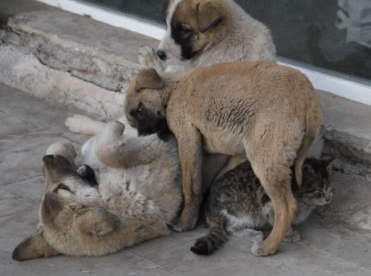 İsviçre\'de Kedi ve Köpeklerin Yenmemesi İçin Kampanya