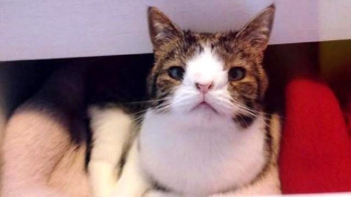 Kedi Pansiyonundan Kurtarıldı, Facebook\'ta 67 Bin Kişi Beğendi