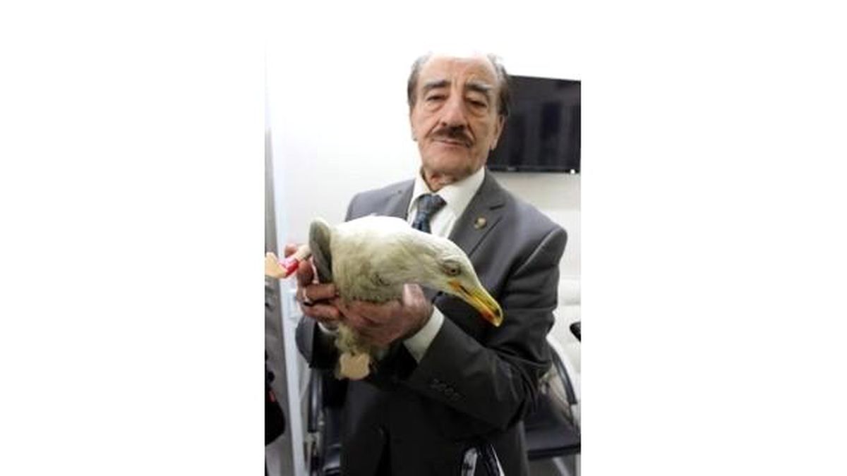 Martıya Protez Ayak, Köpeğe Yürüteç