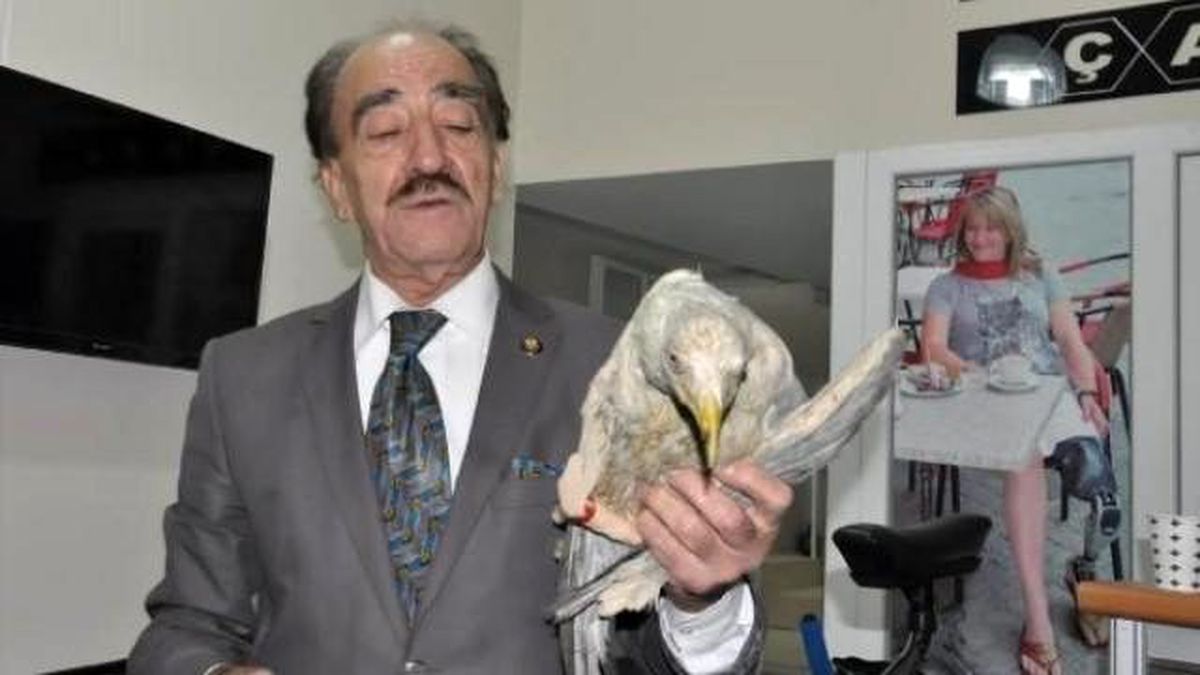 Martıya Protez Ayak, Köpeğe Yürüteç