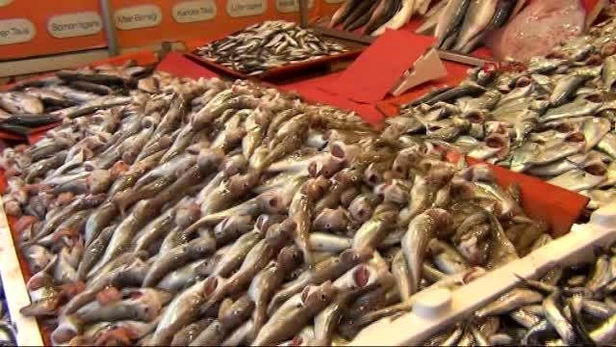 100 Bin Kalkan Yavrusu Denize Bırakılıyor