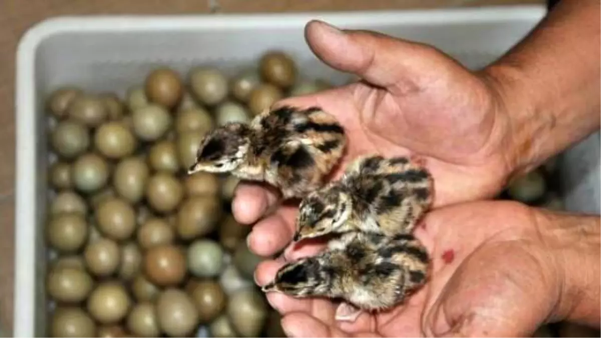 45 Yıldır Ürettikleri Sülünü Doğaya Bırakıyorlar