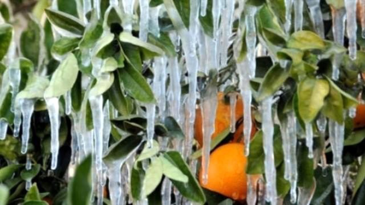 Meteorolojiden Zirai Don Uyarısı