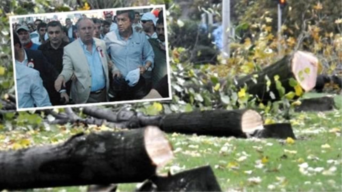 CHP\'li Belediye 108 Ağacı Katletti