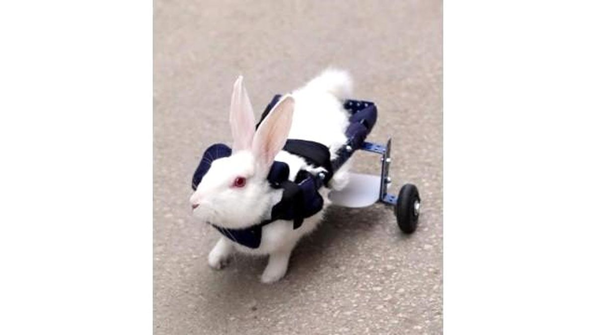Eskişehir\'de Felçli Tavşana Yürüteç Takıldı