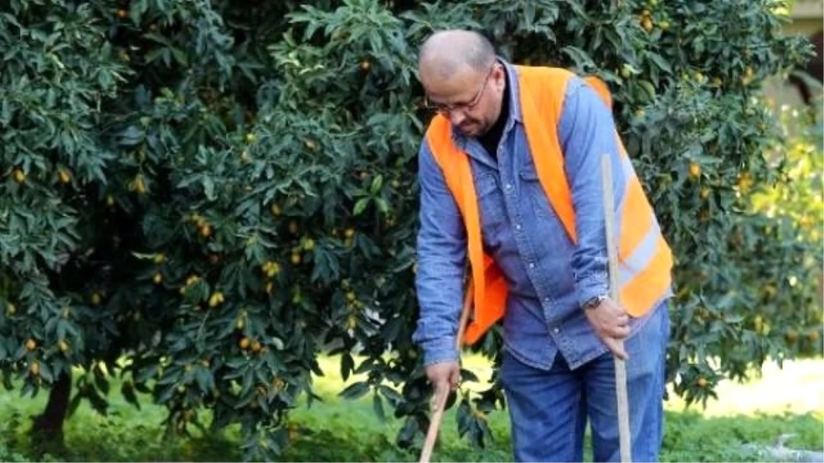 Gazeteci, Hakaret Cezasını \'Yaprak Toplayarak\' Çekiyor