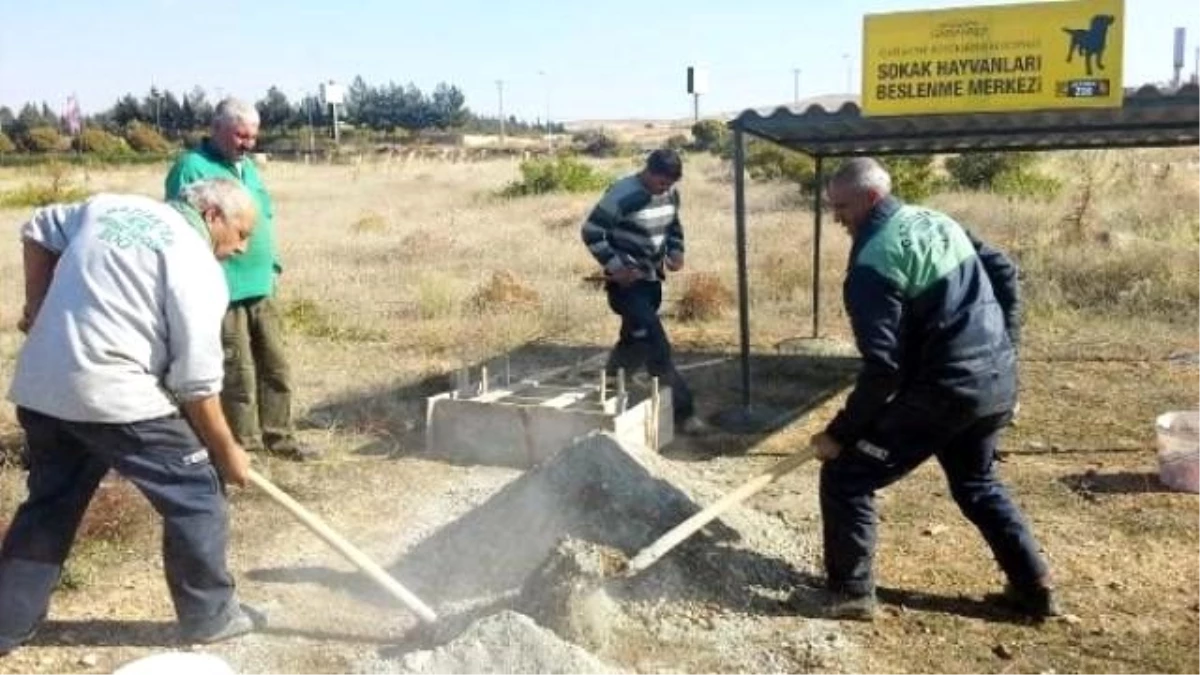 Gaziantep\'te Sokak Köpeklerine Beslenme Noktaları