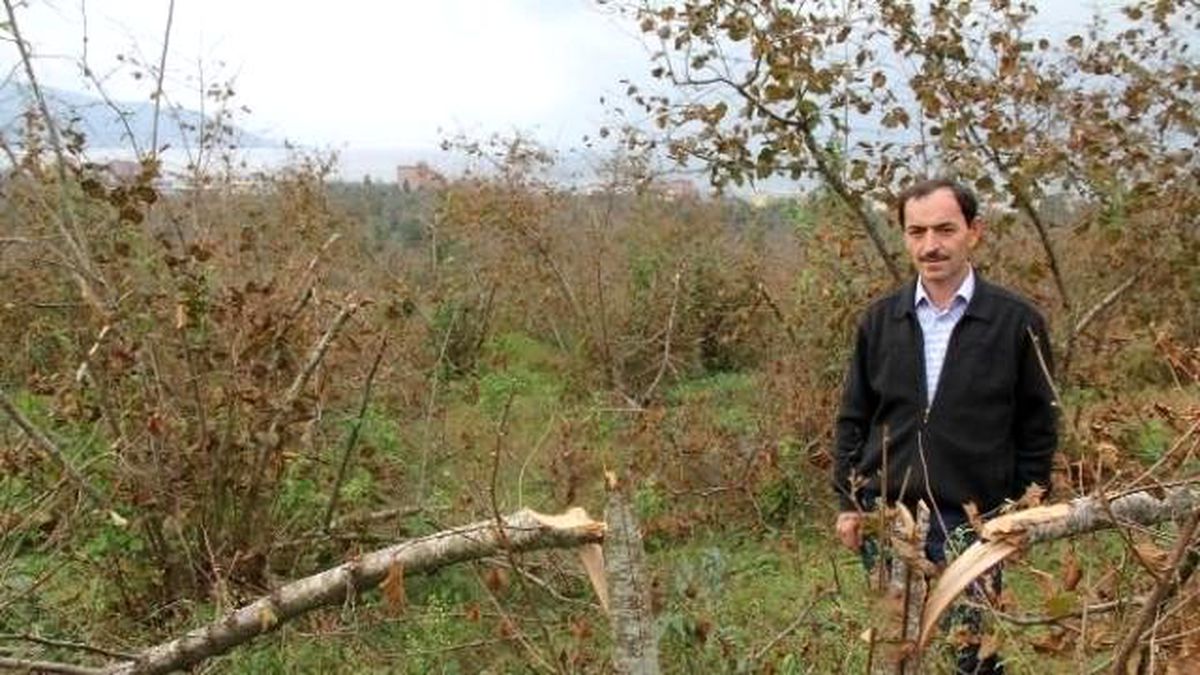 Giresun\'da Onlarca Fındık Ocağı Bir Gecede Kesildi