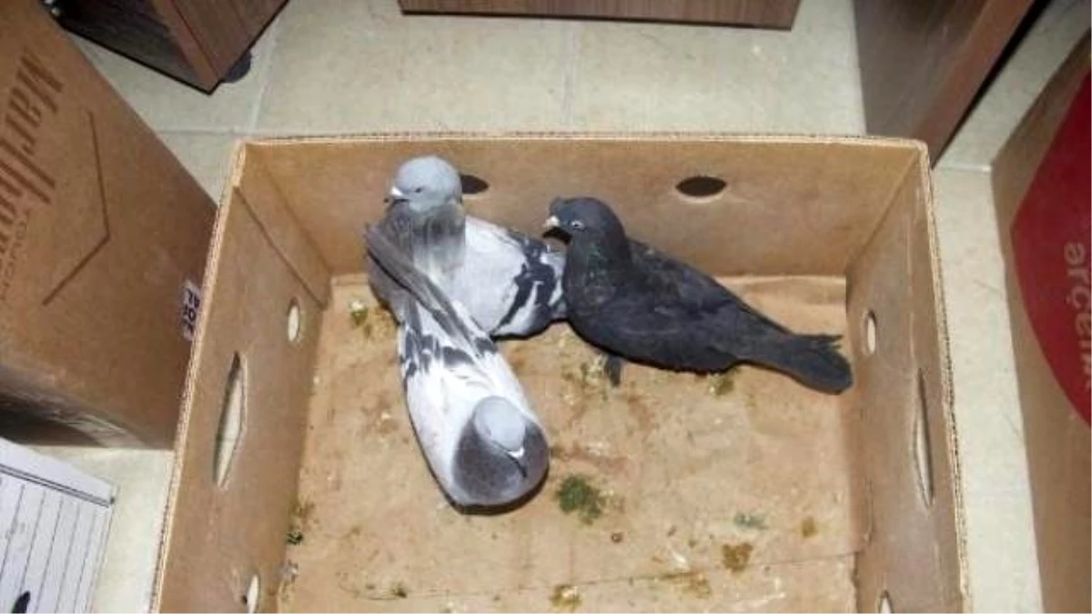 Güvercin Hırsızı Yakalandı
