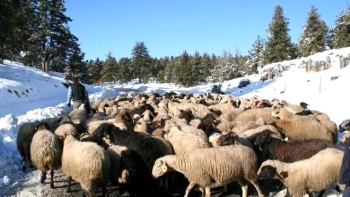 Mersin\'de Karda Mahsur Kalan Besiciler Kurtarıldı