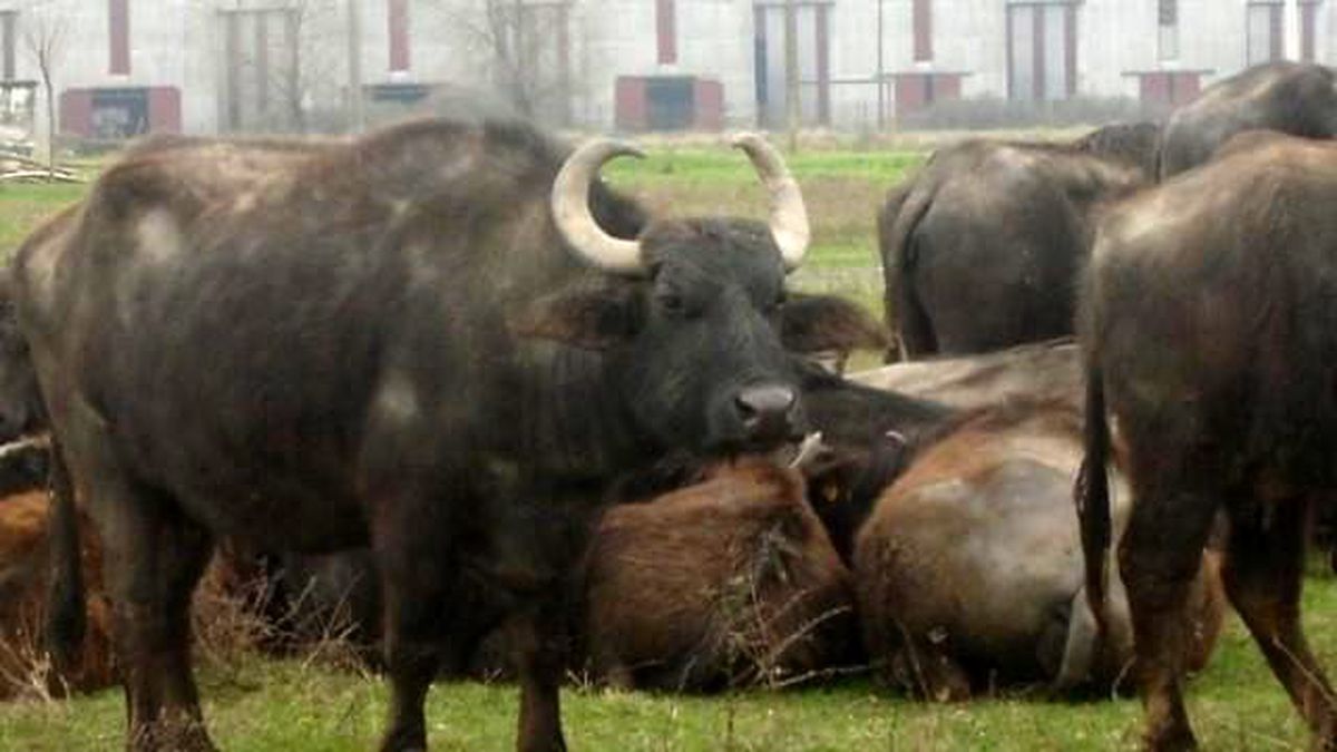 Ordu\'da Manda Sayısı Arttı