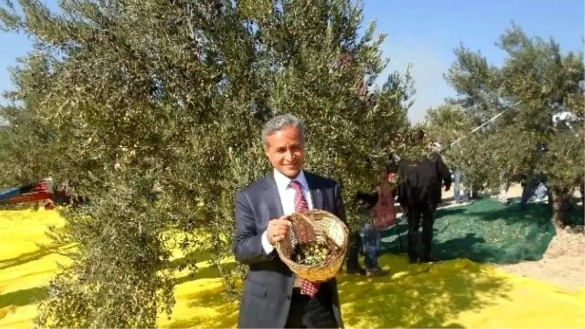 AK Parti'li Yurttaş, Zeytin Üretimine Dikkat Çekti