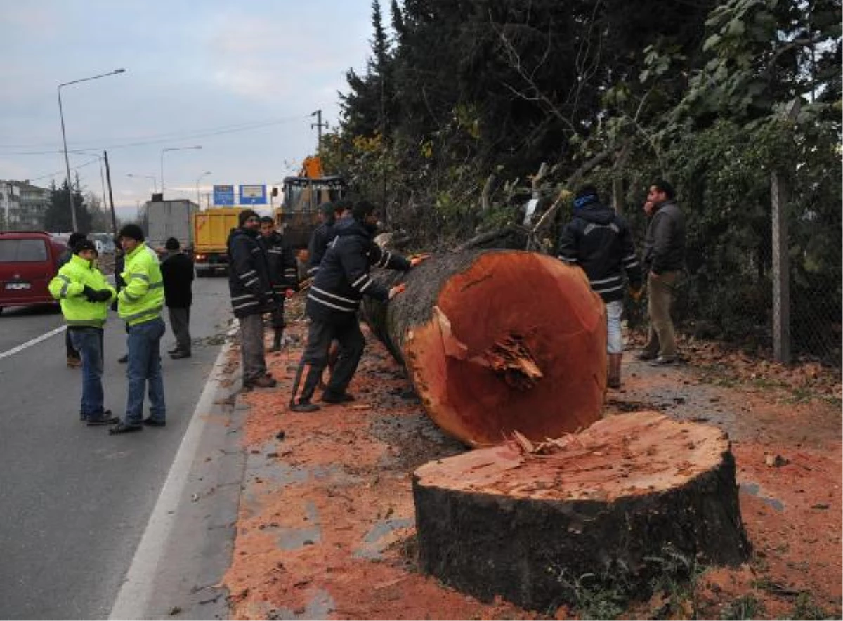 CHP\'li Belediyeden Ağaç Katliamını Unutturmak İçin Yeni Taktik