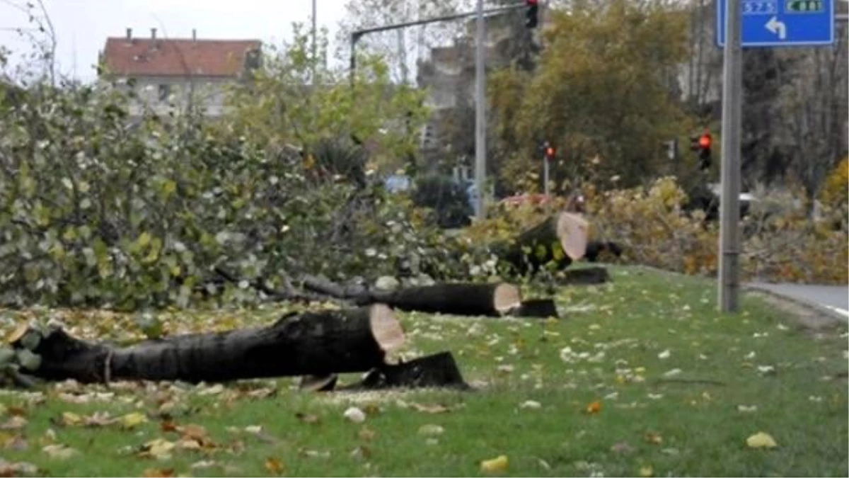 CHP\'nin Yalovalı Vekili İnce: Kesilen Ağaçlar İçimi Acıttı