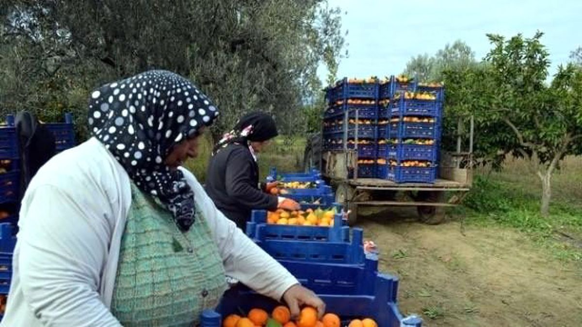 Mandalina Üreticisi Fiyatlardan Memnun Değil