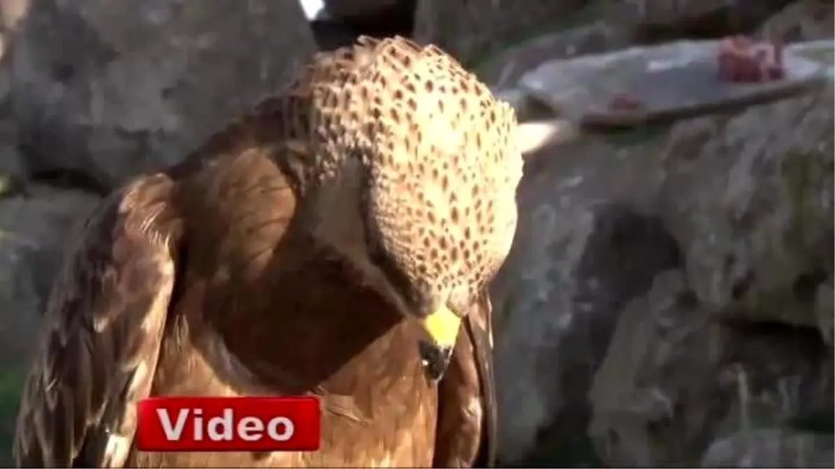 Şahin ile Bakıcısının Kıskandıran Dostluğu