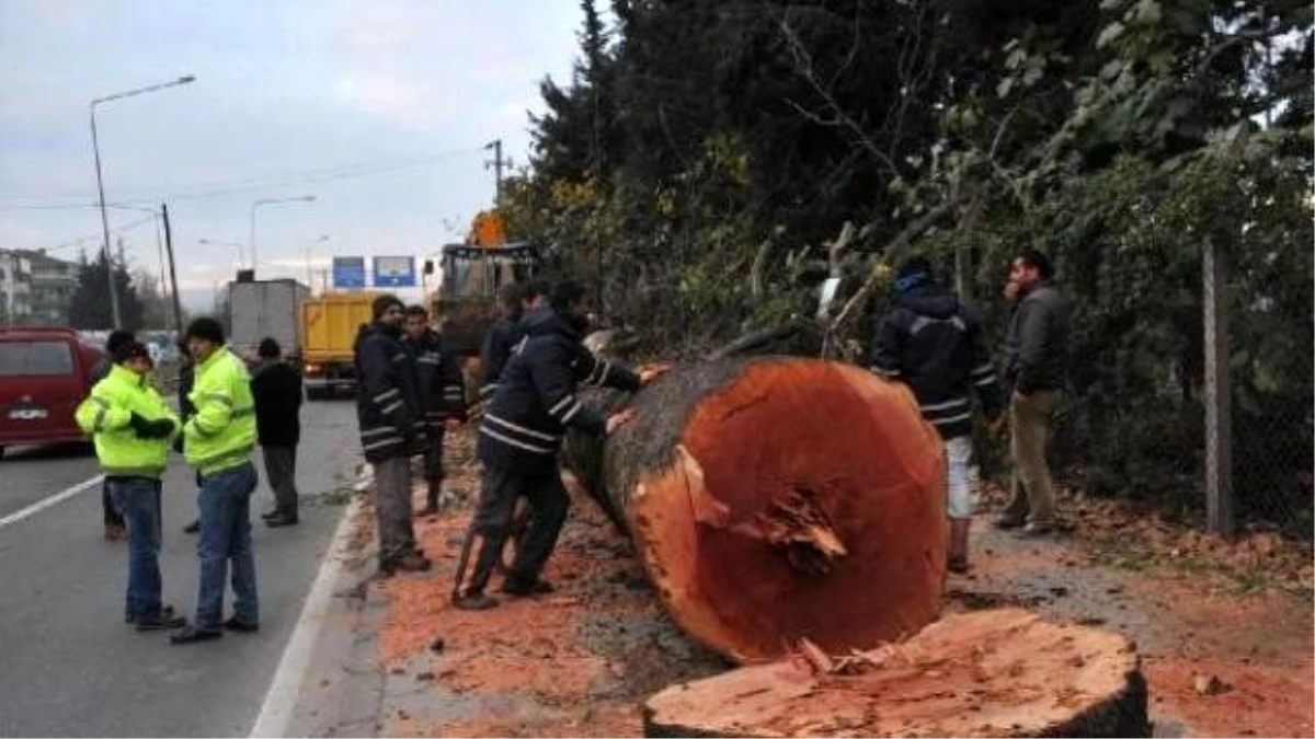 Yalova\'da Kavşak İçin Kesilen Ağaçlar Muhtaçlara Yakacak Verilecek