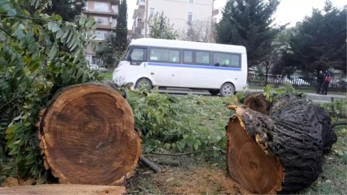 Atatürk\'ün Diktiği Çınarları Kestiler