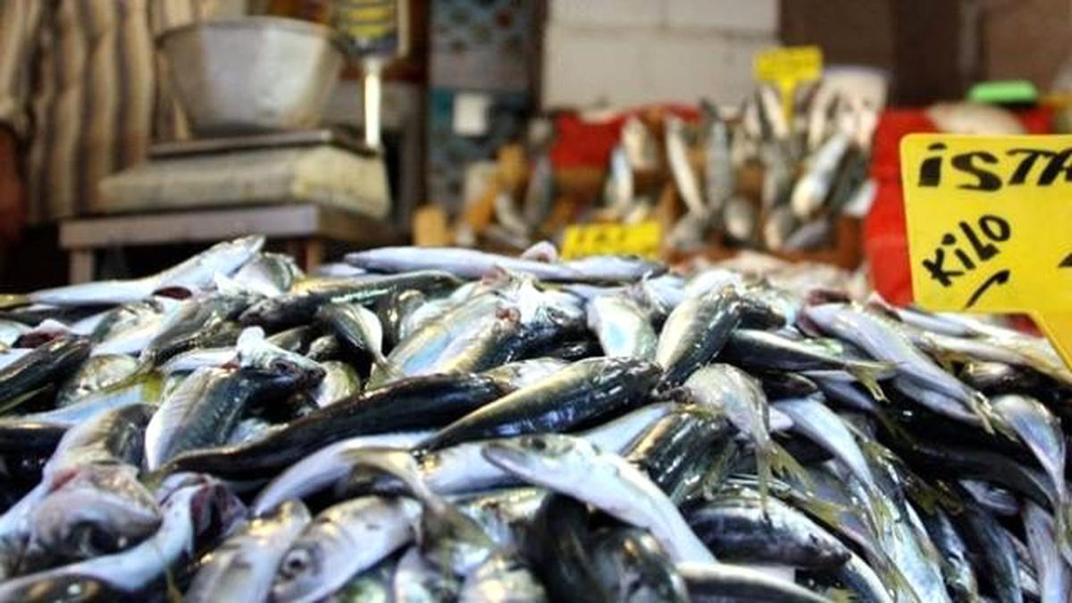 Bandırma\'da Havalar Düzeldi, Balık Fiyatları Yarı Yarıya Düştü