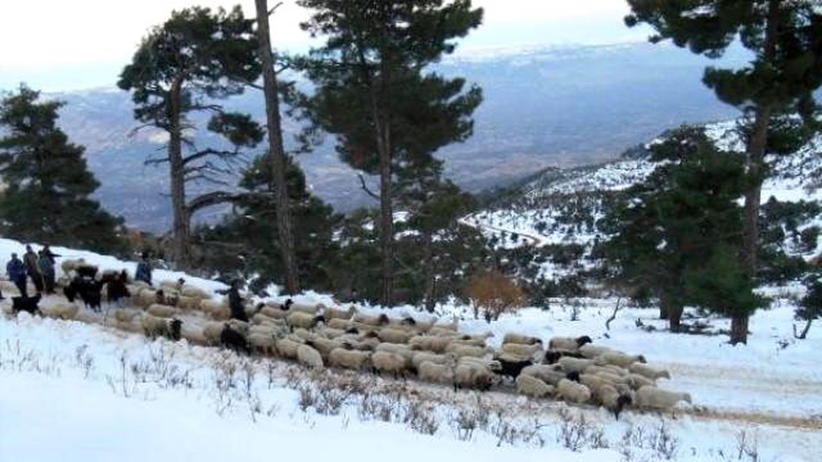 Kayıp Koyunları Jandarma Buldu