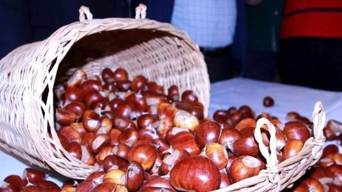 Kestane Hırsızlarını Güvenlik Kamerası Yakalattı