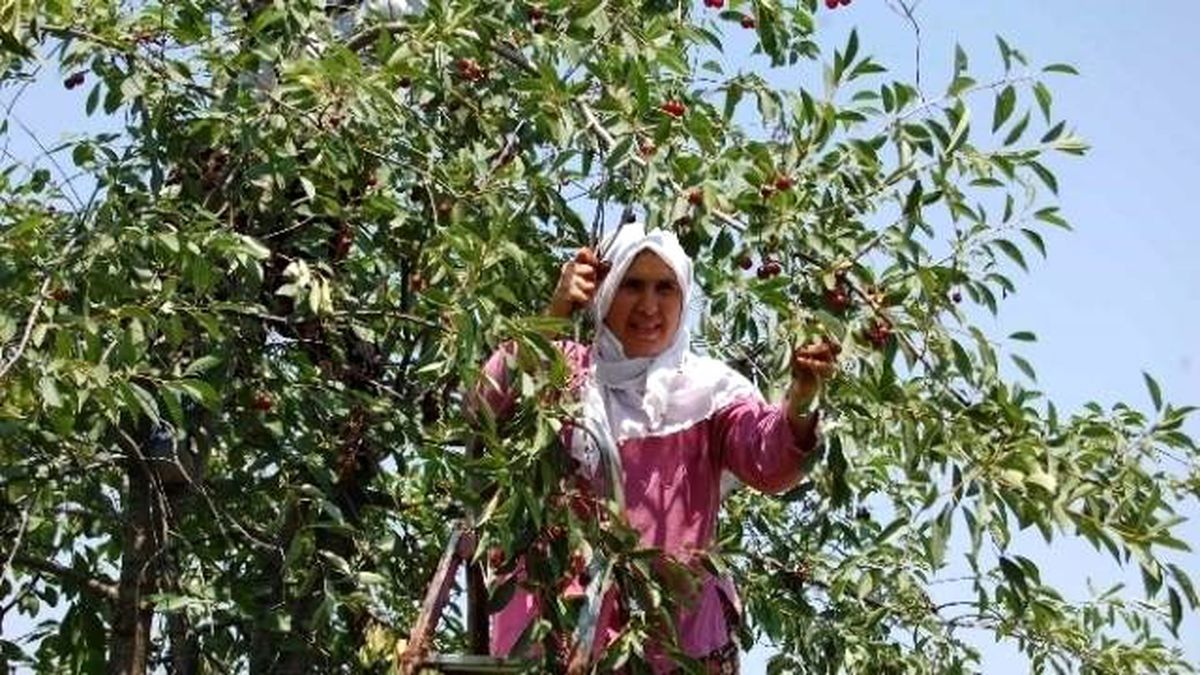 Kütahya\'da 975 Bin Vişne Ağacı Var