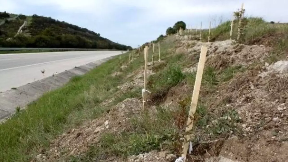 Çeşme Otoyolu 100 Bin Fidanla Yemyeşil Olacak