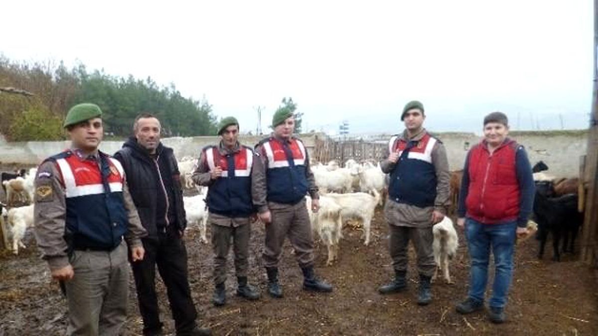 Dağda Kaybolan Küçükbaş Hayvanlar Jandarma Tarafından Bulundu