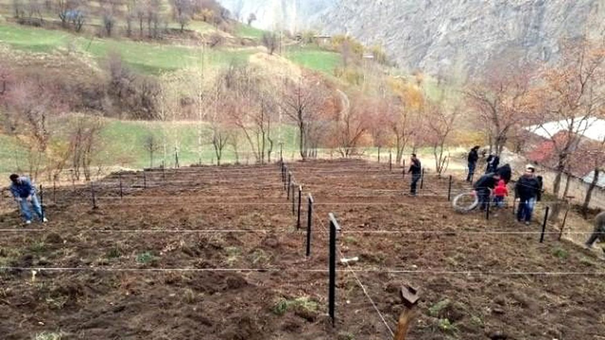 Hakkâri\'de Yüksek Telli Terbiye Sistemli Bağ Projesi