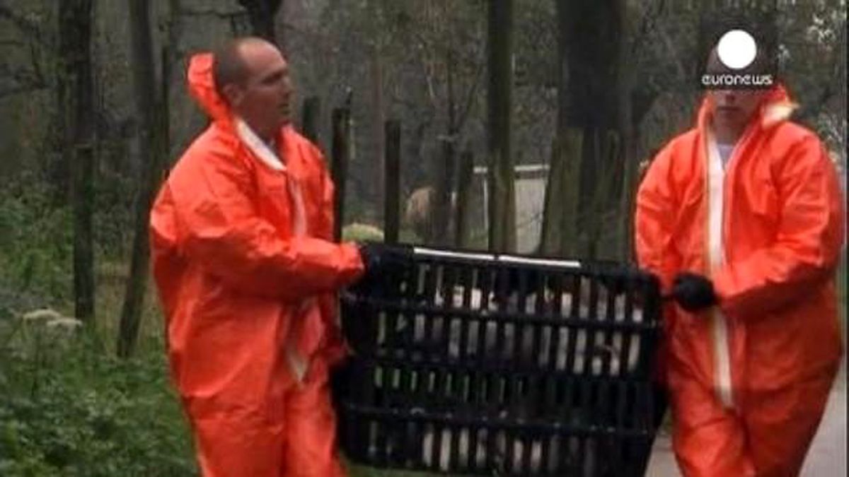 Hollanda\'da Bir Çiftlikte Daha Kuş Gribi Tespit Edildi
