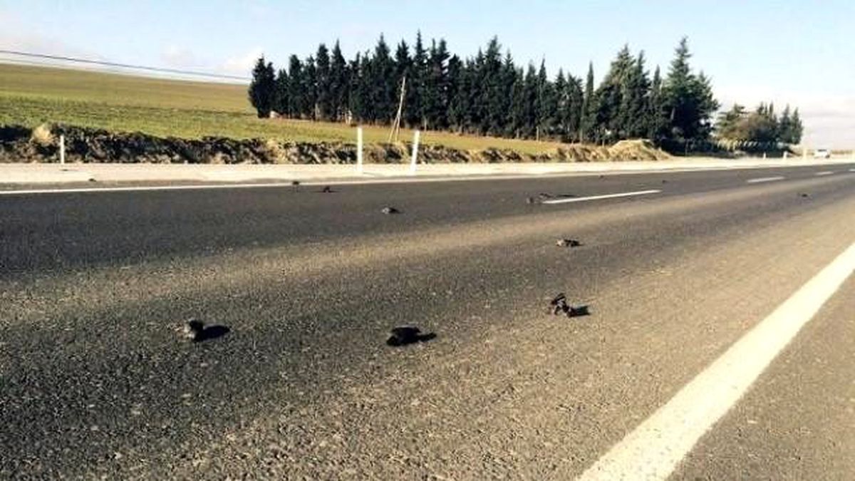 Sığırcıkların Hazin Sonu